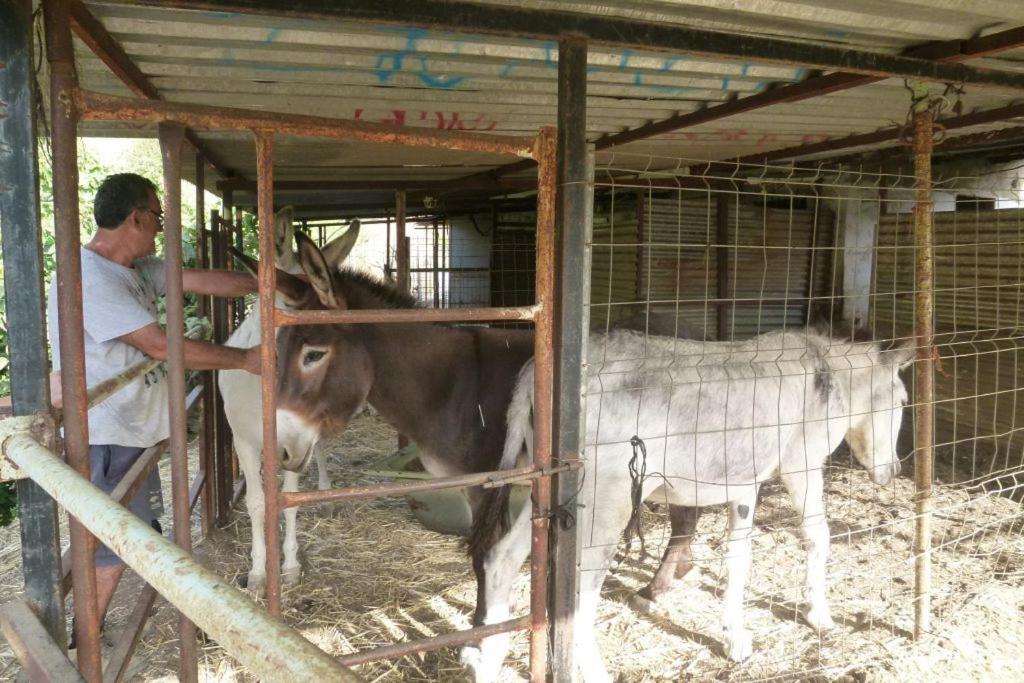 Finca Los Burros Tolatán Exteriör bild